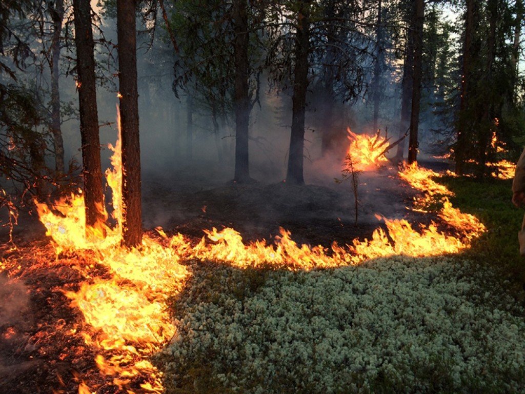 Ответственность за нарушение правил пожарной безопасности в лесах.